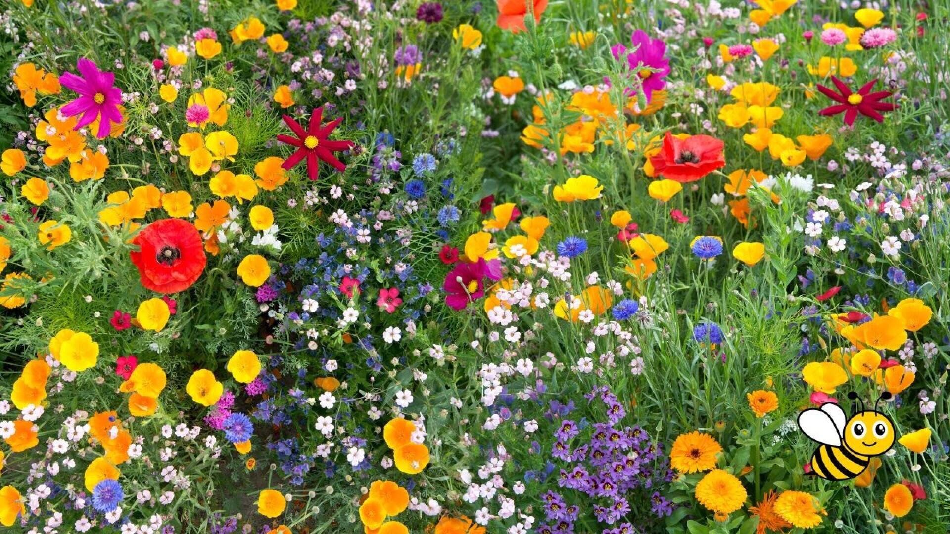 A colorful wildflower meadow with various blooming flowers in shades of yellow, orange, red, purple, and blue. In the lower right corner, there is a cartoon bee illustration.
