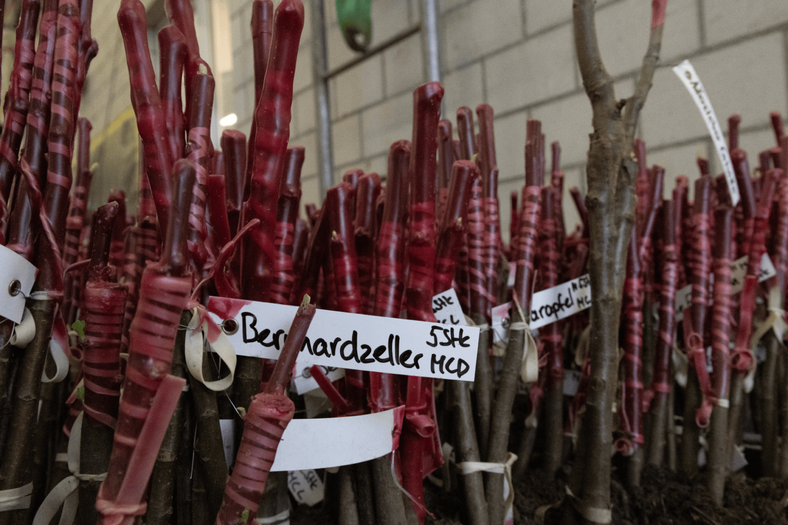 Bündel junger Baumschösslinge mit roten, wachsbeschichteten Spitzen, die mit weißen Schildern mit Namen wie Bernardzeller versehen sind. Die Setzlinge stehen eng aneinander gruppiert in einem Innenraum an einer Betonwand.