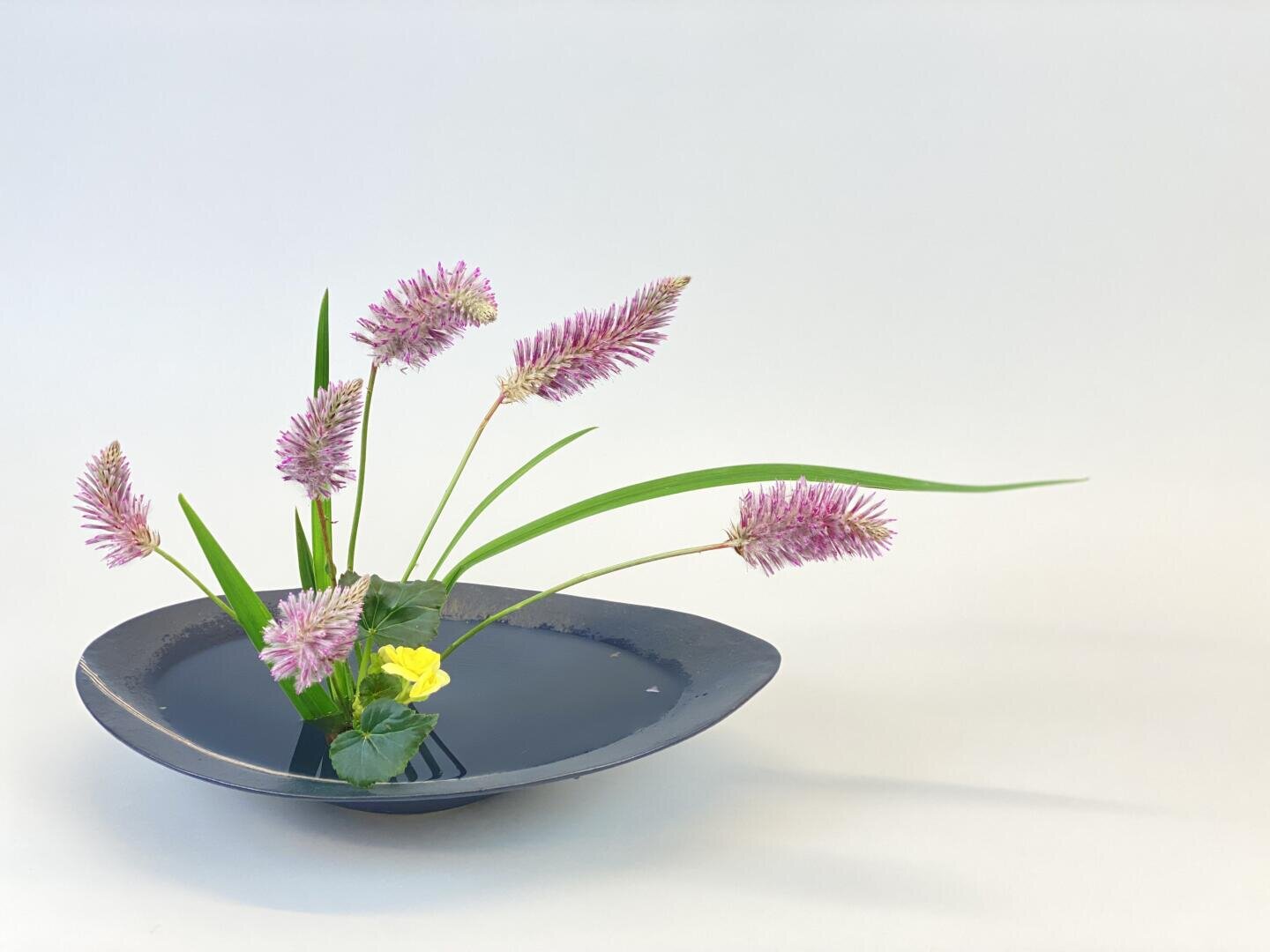 Ein minimalistisches Blumenarrangement mit rosa Federblüten, langen grünen Blättern und einer kleinen gelben Blume in einem flachen, schwarzen, blattförmigen Behälter, der mit Wasser gefüllt ist, vor einem schlichten hellen Hintergrund.