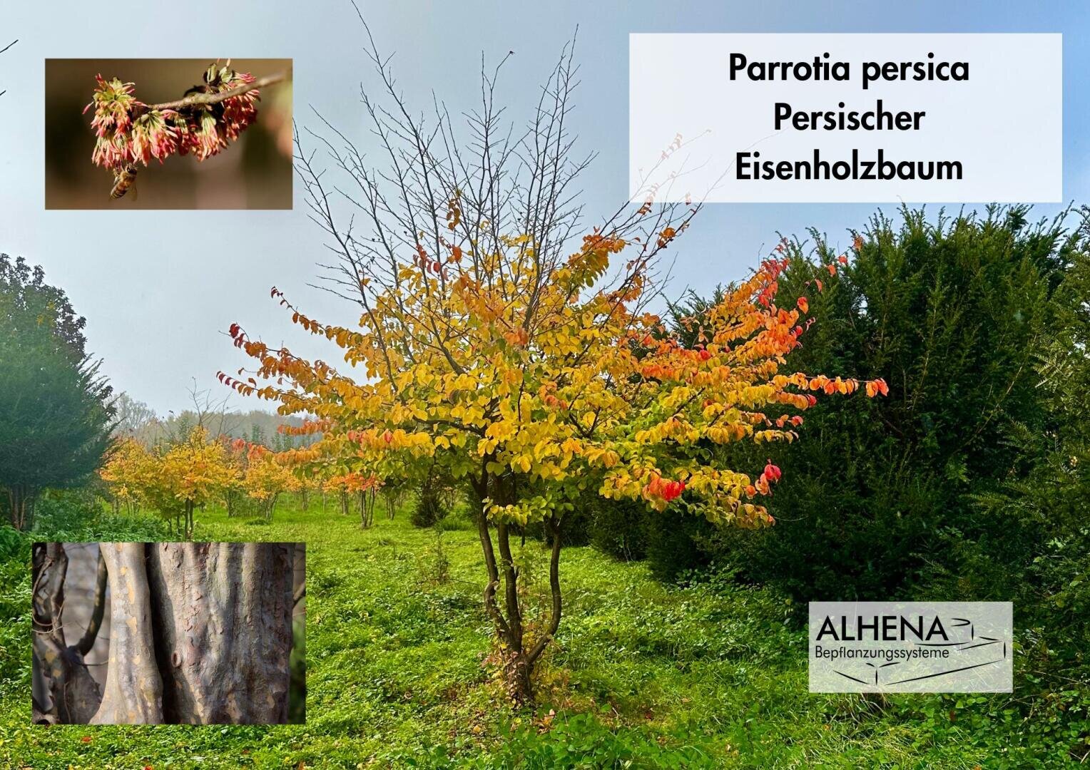 Ein kleiner Baum mit gelben und roten Blättern steht in einer Grasfläche mit anderen Bäumen. Einschübe zeigen Nahaufnahmen seiner Blüten und Rinde. Der Text lautet: Parrotia persica Persischer Eisenholzbaum und ALHENA Bepflanzungssysteme.