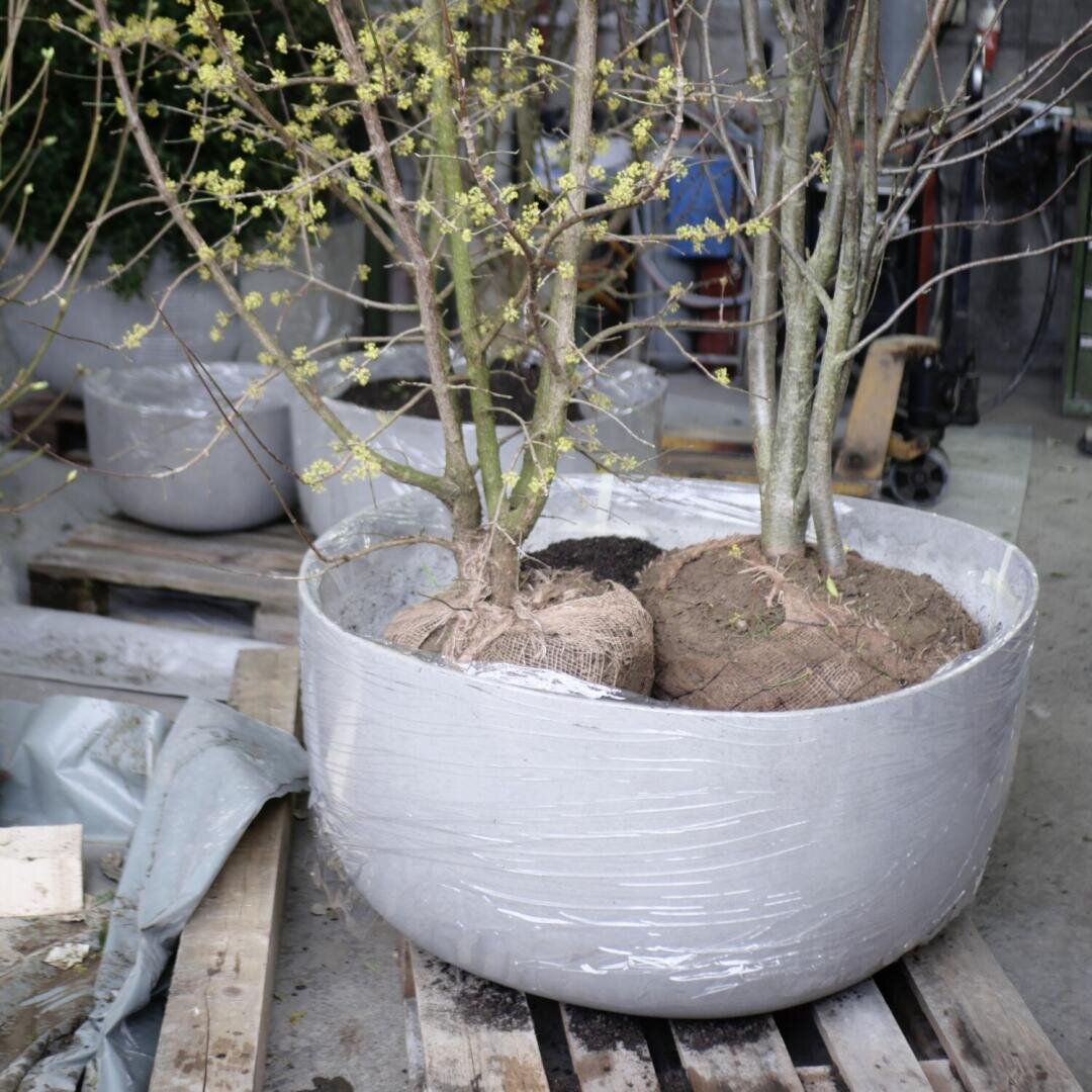 Zwei junge Bäume mit Wurzelballen werden in einen großen grauen Pflanzkübel gepflanzt, der auf Holzpaletten in einer Lagerhalle oder einem Gewächshaus steht. Die Bäume haben dünne Stämme und knospende Blätter.