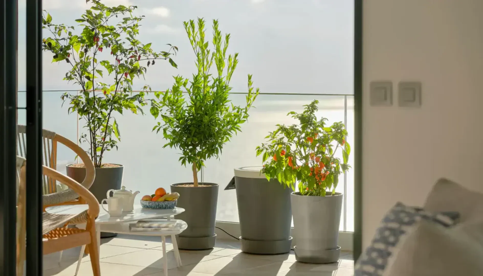 A balcony with three potted plants near a glass railing, a wicker chair, and a small white table set with a teapot, cup, and a bowl of fruit, sunlit through an open sliding door.