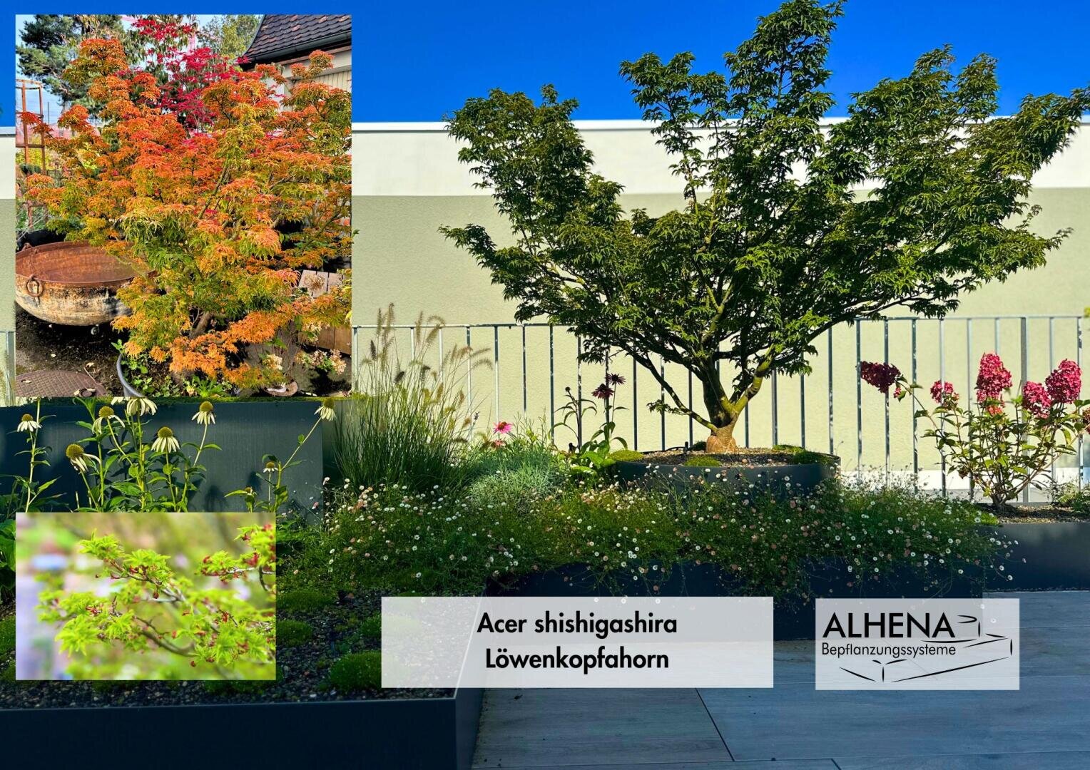 Ein angelegter Garten mit einem großen Ahorn Acer shishigashira (Löwenkopfhorn) in einem erhöhten Pflanzgefäß, umgeben von Blumen. Die Bilder zeigen Nahaufnahmen des roten Herbstlaubs und der grünen Blätter im Frühjahr.