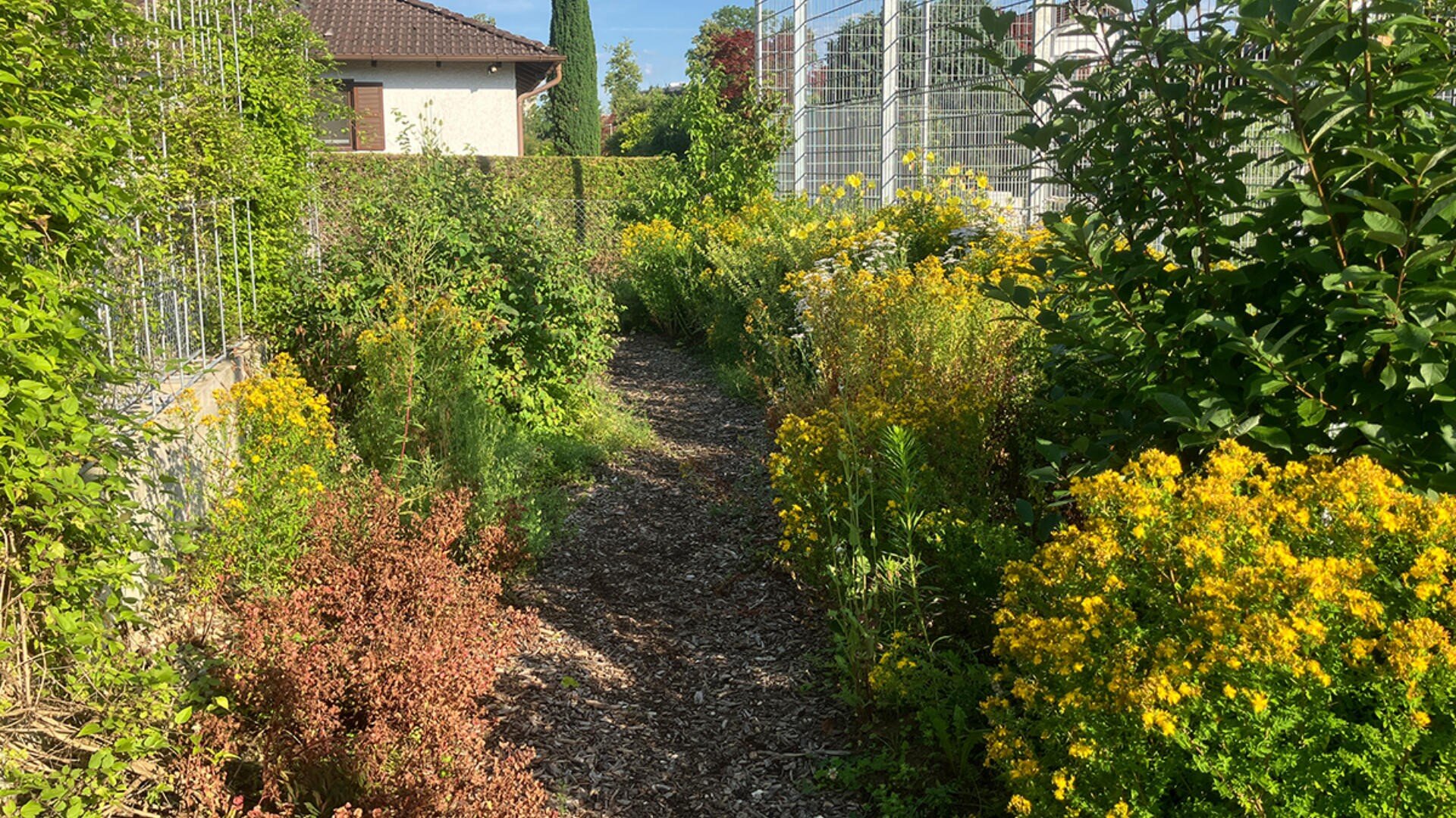 Ein sonniger Gartenweg, gesäumt von üppigen grünen Pflanzen und leuchtend gelben Blumen, begrenzt von Drahtzäunen und einem Haus mit braunem Dach im Hintergrund.