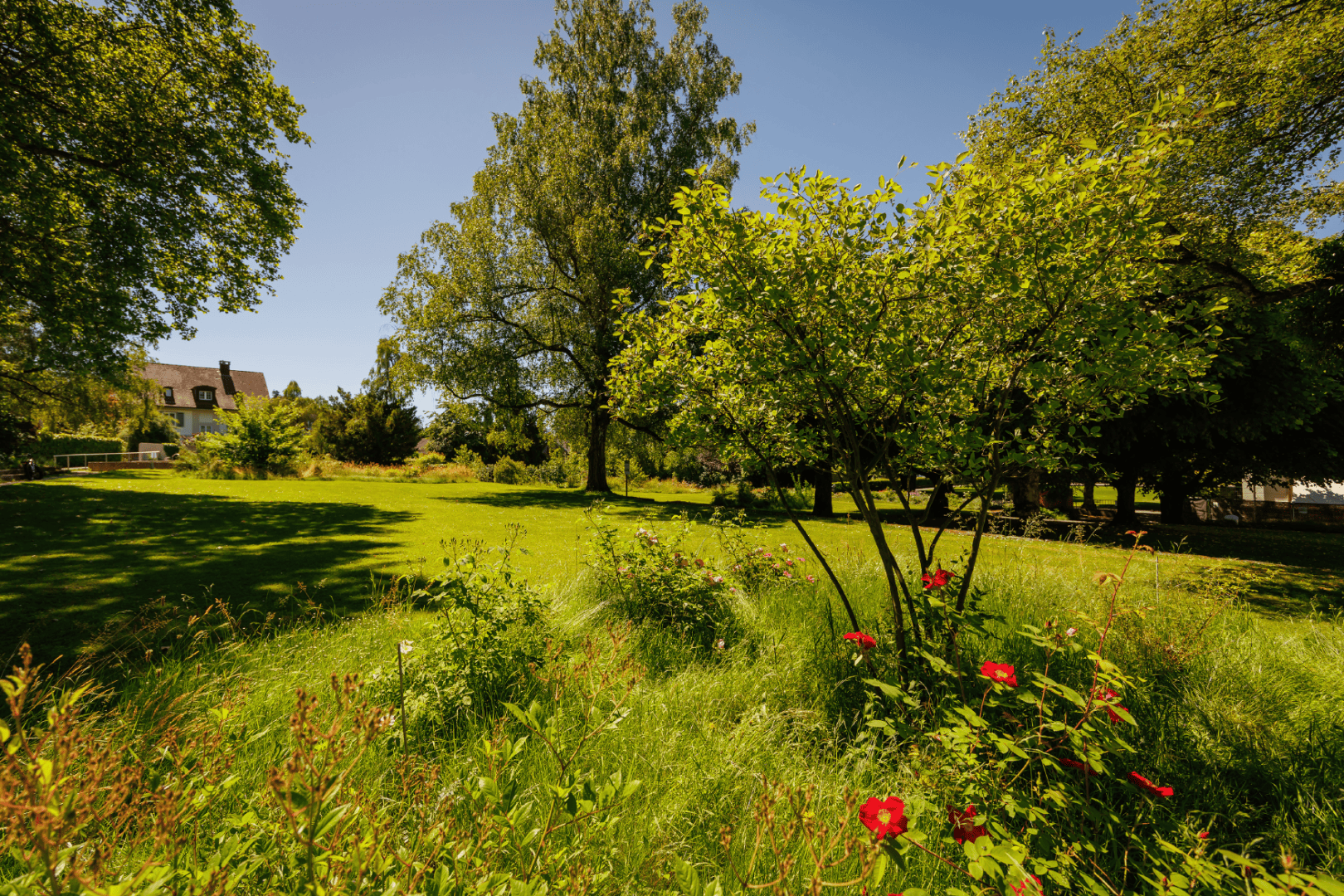 A sunlit park with lush green grass, tall trees and a few red flowers in the foreground. In the background you can partially see a house under a clear blue sky.