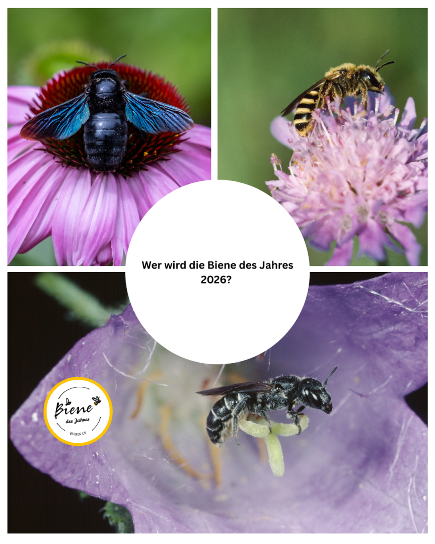 Drei verschiedene Bienen auf Blumen sind um einen zentralen weißen Kreis mit dem Text Wer wird die Biene des Jahres 2026? in Deutsch dargestellt. Unten links befindet sich ein gelbes Logo mit Biene des Jahres.
