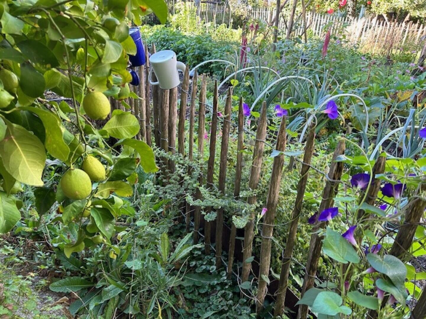 Ein üppiger Garten mit Zitronen auf einem Baum, lila Blumen und verschiedenen grünen Pflanzen, die um einen rustikalen Holzzaun wachsen. Zwei weiße Tassen hängen am Zaun im Hintergrund.