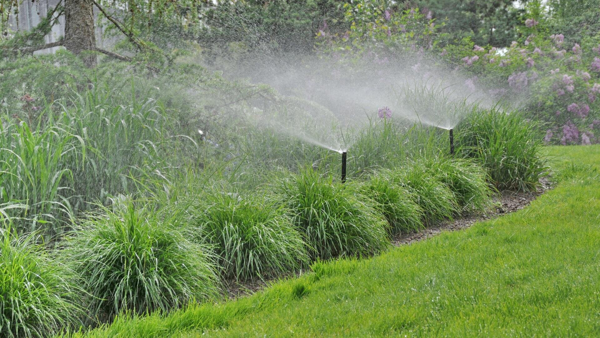 Sprinklers spray water over green ornamental grasses and a lawn in a landscaped garden, surrounded by shrubs and trees.