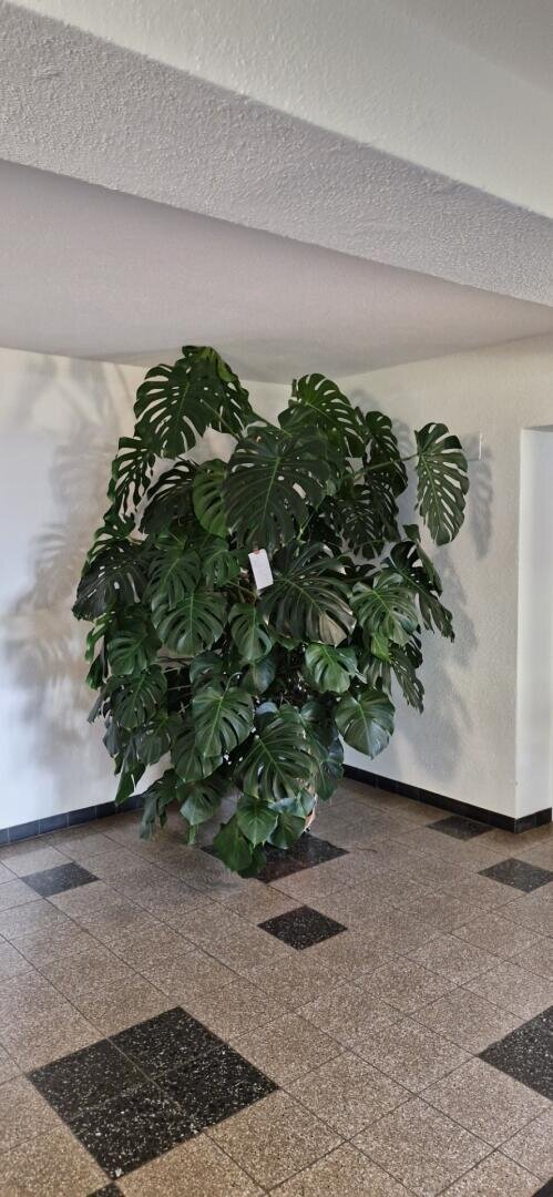 Eine große, üppige Monstera-Pflanze mit breiten, gespaltenen Blättern steht in der Ecke eines gefliesten Raums mit weißen Wänden. Ein kleines weißes Schildchen ist an der Pflanze befestigt.