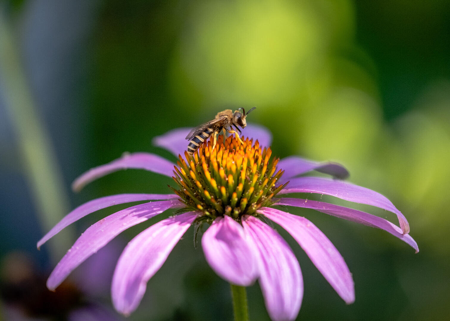 Eine Biene sammelt Nektar aus der leuchtend orangefarbenen Mitte eines violetten Sonnenhuts, während das grüne Laub im Hintergrund verschwimmt.