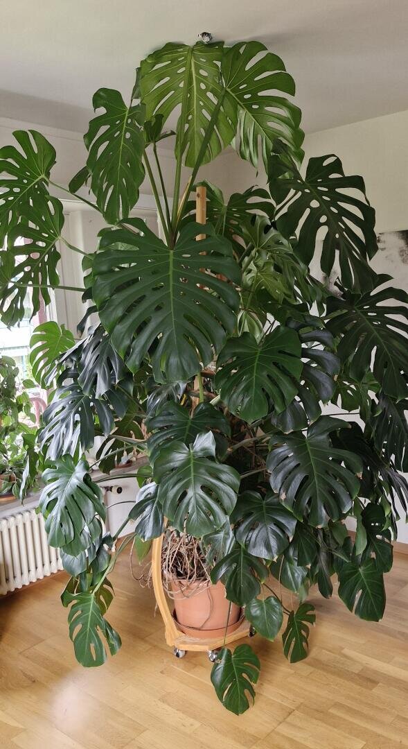 Eine große Monstera-Pflanze mit breiten, dunkelgrünen, gespaltenen Blättern wächst in einem Terrakotta-Topf auf einem fahrbaren Ständer, der auf einem hellen Holzboden in einem hellen Innenraum steht.