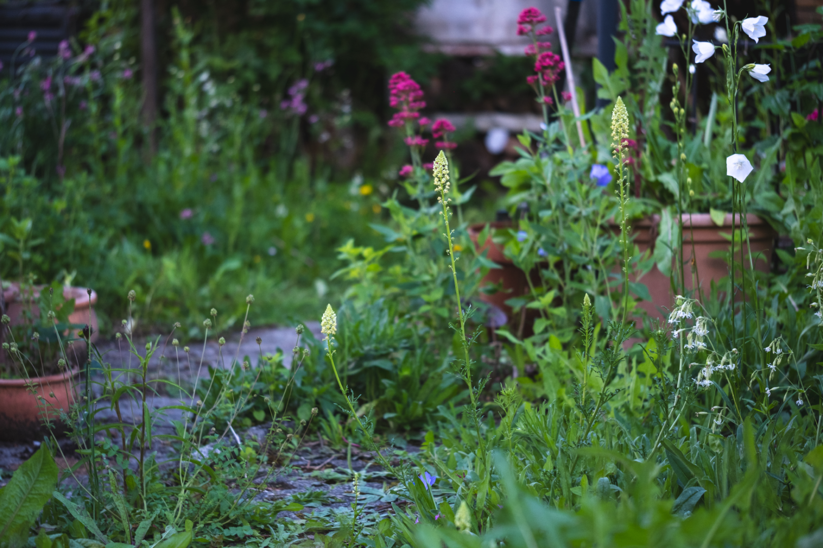 Ein Garten mit hohem, grünem Gras und verschiedenen Wildblumen, darunter rosa, weiße und gelbe Blüten, die neben Terrakotta-Pflanztöpfen auf einem Steinweg wachsen. Die Szene ist üppig und leicht überwuchert.