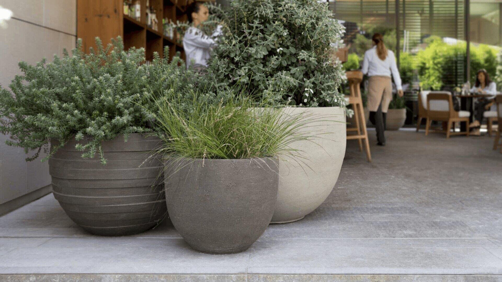 Eine Gruppe von Pflanzen in großen Töpfen.