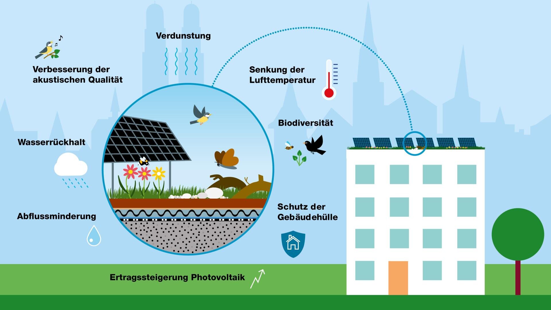 Illustration einer Dachbegrünung auf einem Gebäude, die mit beschrifteten Symbolen und Grafiken Vorteile wie Wasserrückhalt, Artenvielfalt, Temperatursenkung, verbesserte Akustik, Verringerung des Abflusses und Effizienz der Solarzellen hervorhebt.