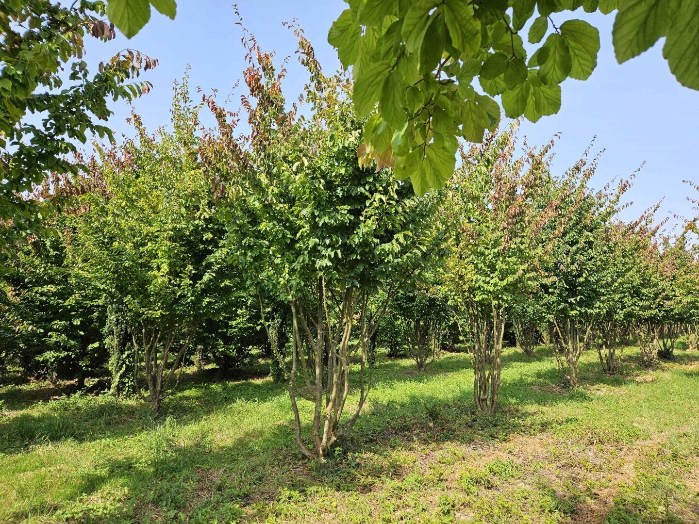 A group of small trees with slender trunks and dense green foliage stand in rows on grassy ground under a clear blue sky, with some leaves turning reddish and larger leaves visible in the foreground.
