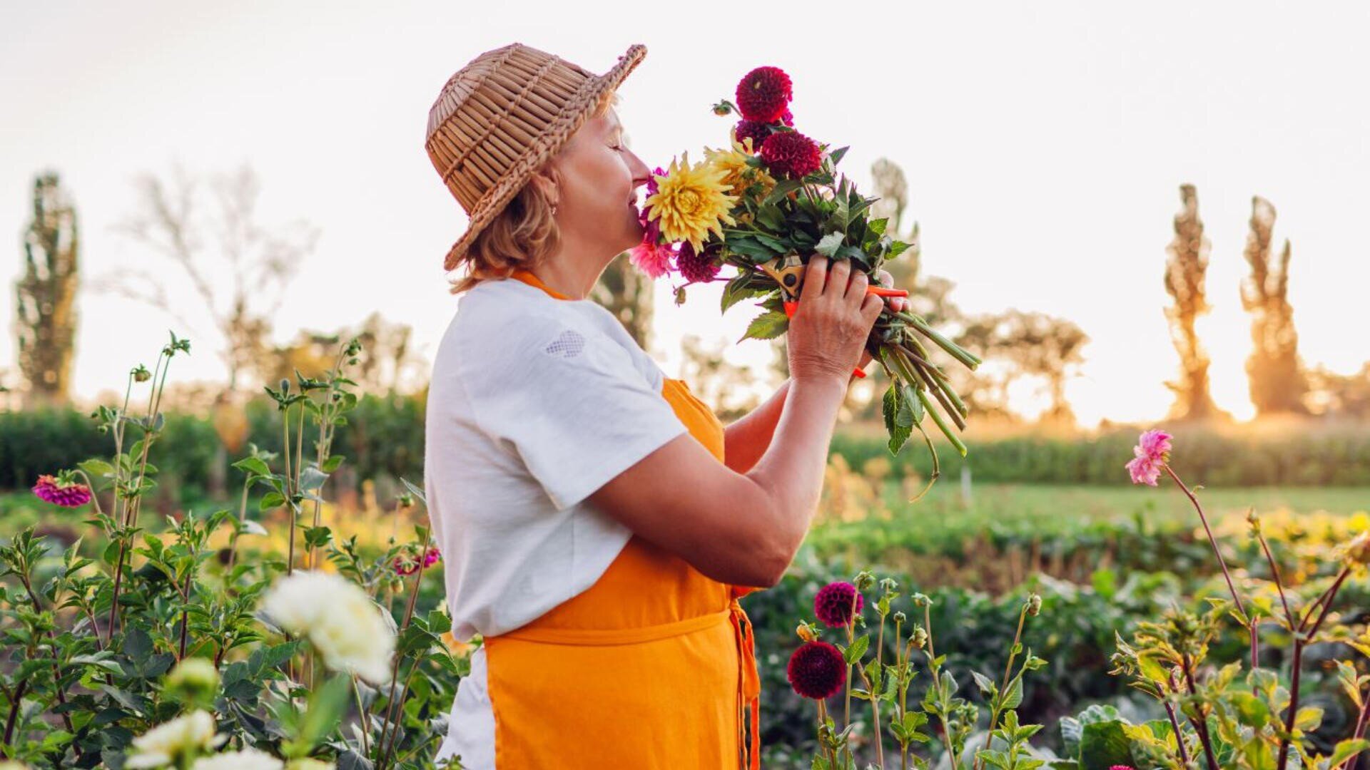 Eine Person mit Strohhut und orangefarbener Schürze steht in einem Blumenfeld und hält einen bunten Blumenstrauß in der Hand, an dem sie bei Sonnenuntergang riecht. Im Hintergrund sind grüne Pflanzen und hohe Bäume zu sehen.