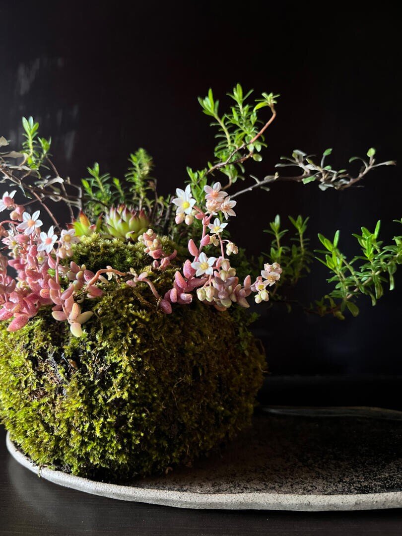 Eine moosbedeckte Kokedama-Kugel mit rosa und weißen Sukkulentenblüten und grünem Laub sitzt auf einem strukturierten Steintablett vor einem dunklen Hintergrund.