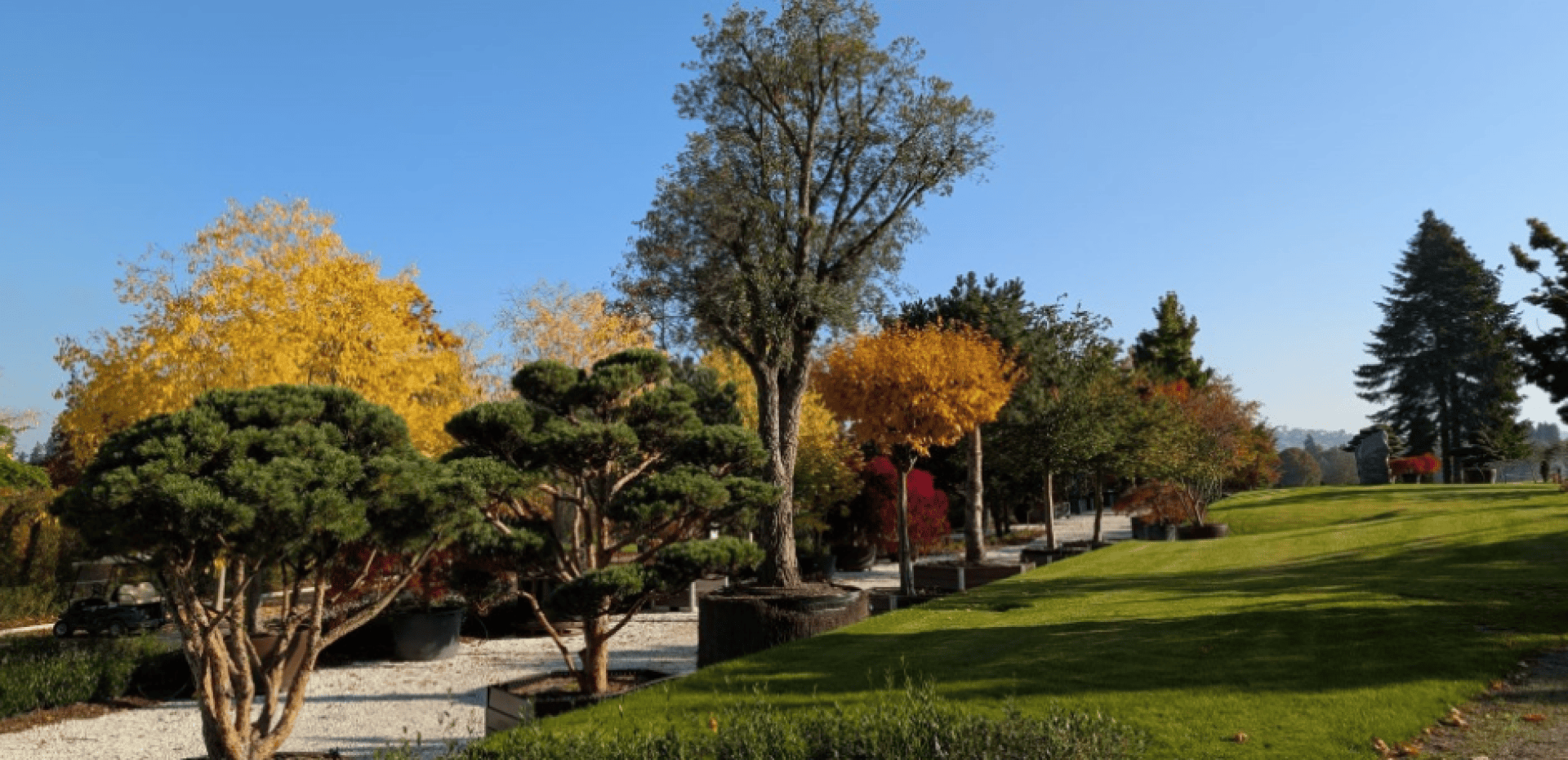 A well-tended garden with trimmed trees, colorful autumn leaves in yellow and orange, green grass and a clear blue sky on a sunny day.