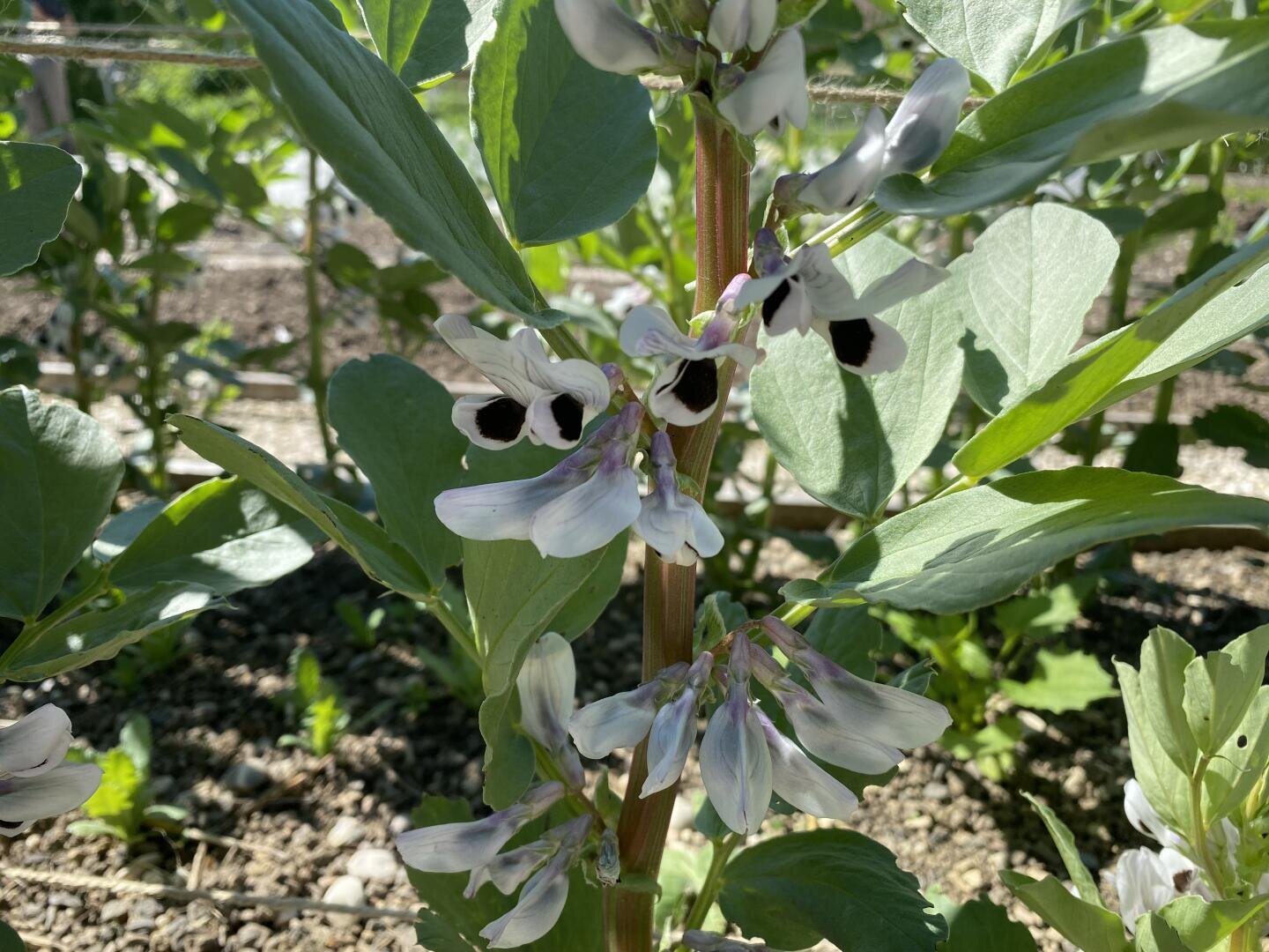 Nahaufnahme einer Ackerbohnenpflanze mit weißen Blütenbüscheln mit charakteristischen schwarzen Flecken, umgeben von grünen Blättern, die in einem Garten wachsen, wobei im Hintergrund Sonnenlicht und Erde zu sehen sind.