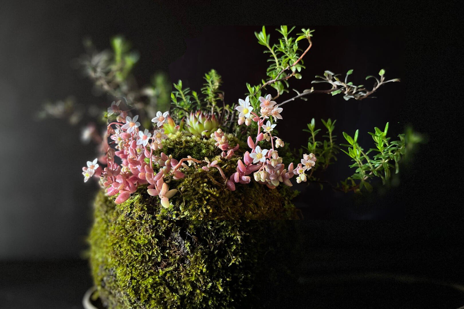 Eine runde Mooskugel dient als Übertopf für rosa Sukkulenten und kleine Grünpflanzen vor einem dunklen Hintergrund. Zarte Blüten und Blätter ragen anmutig aus dem üppigen, strukturierten Moos.