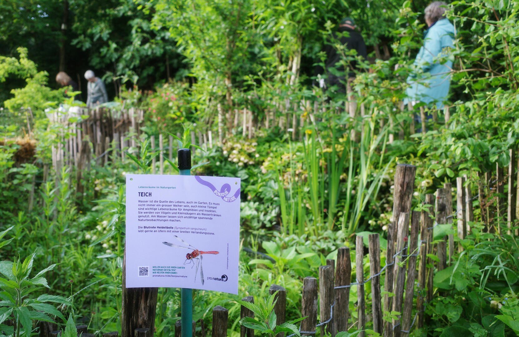 Ein Schild mit Informationen über Libellen steht vor üppigen Grünpflanzen und einem niedrigen Holzzaun in einem Garten; im Hintergrund spazieren ein paar Leute und beobachten die Umgebung.
