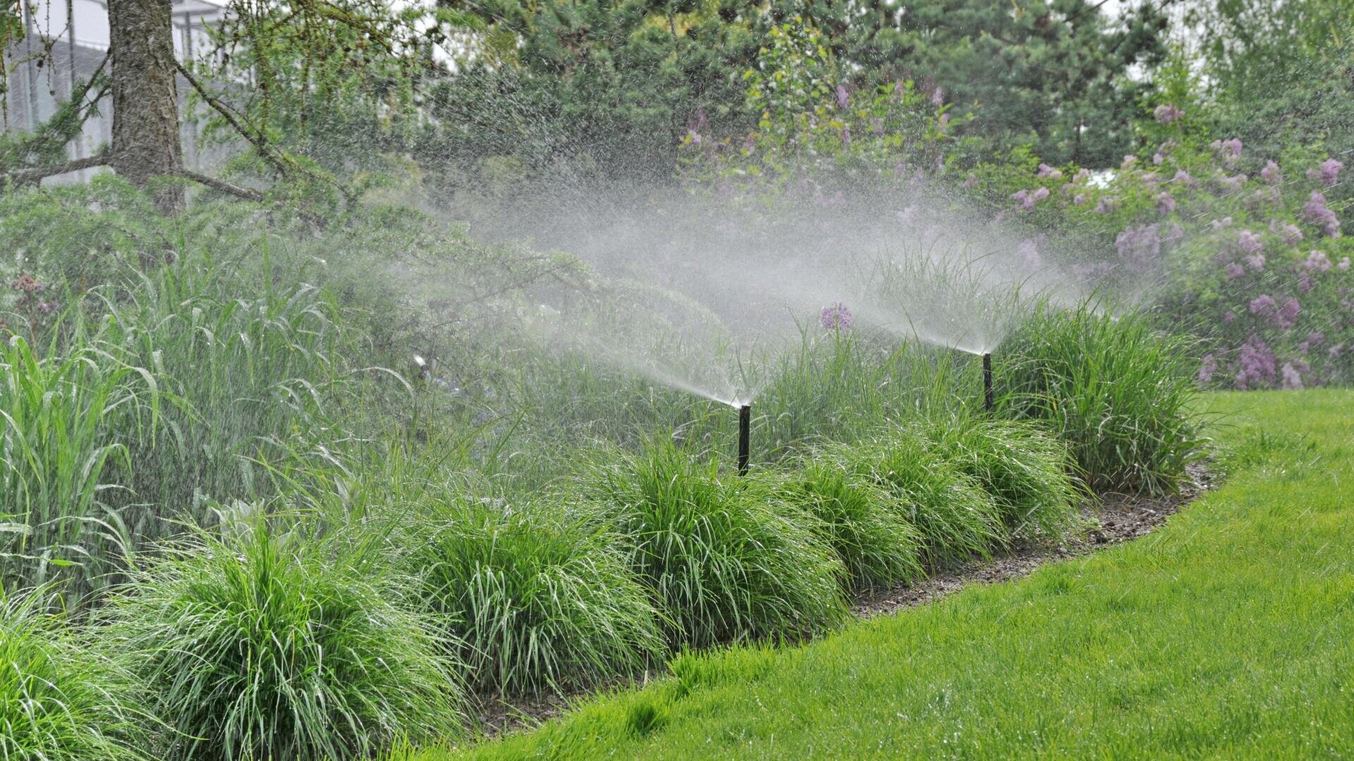 Sprinkleranlage, die eine Reihe von Ziergräsern und Grünpflanzen in einem üppigen Garten bewässert, mit Bäumen und Büschen im Hintergrund an einem bewölkten Tag.