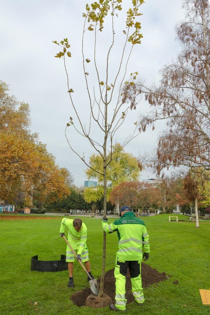 Zwei Arbeiter in Warnkleidung pflanzen einen jungen Baum in einem grasbewachsenen Park. Einer gräbt mit einer Schaufel den Boden um, während der andere den Baum stützt. Im Hintergrund sind Herbstbäume und Gebäude zu sehen.