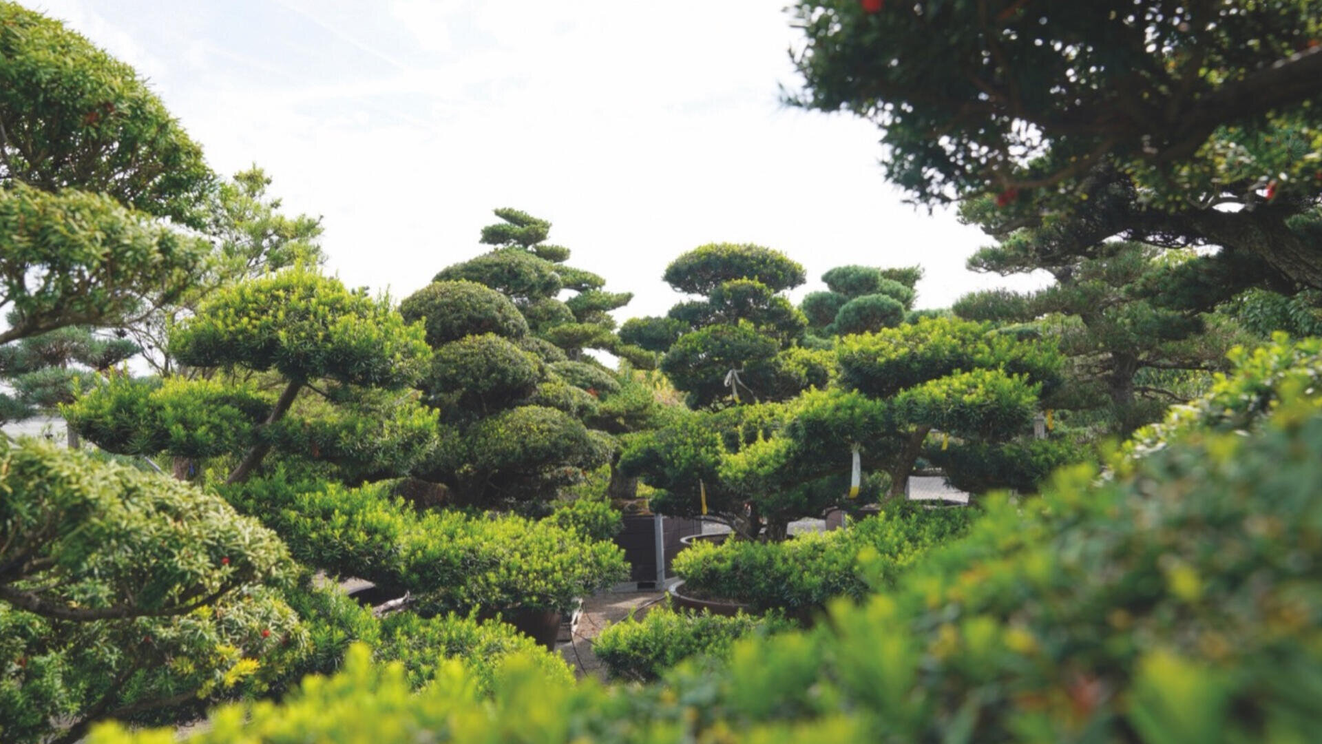 Ein üppiger japanischer Garten mit sorgfältig beschnittenen Bäumen und dichtem grünen Laub schafft eine ruhige und friedliche Atmosphäre unter einem hellen Himmel.