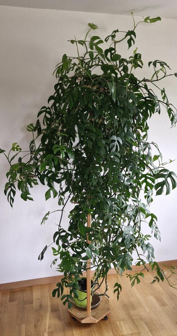 Eine hohe Monstera-Pflanze mit gespaltenen Blättern klettert auf einer hölzernen Stützstruktur auf einem hellen Holzboden vor einer schlichten weißen Wand.