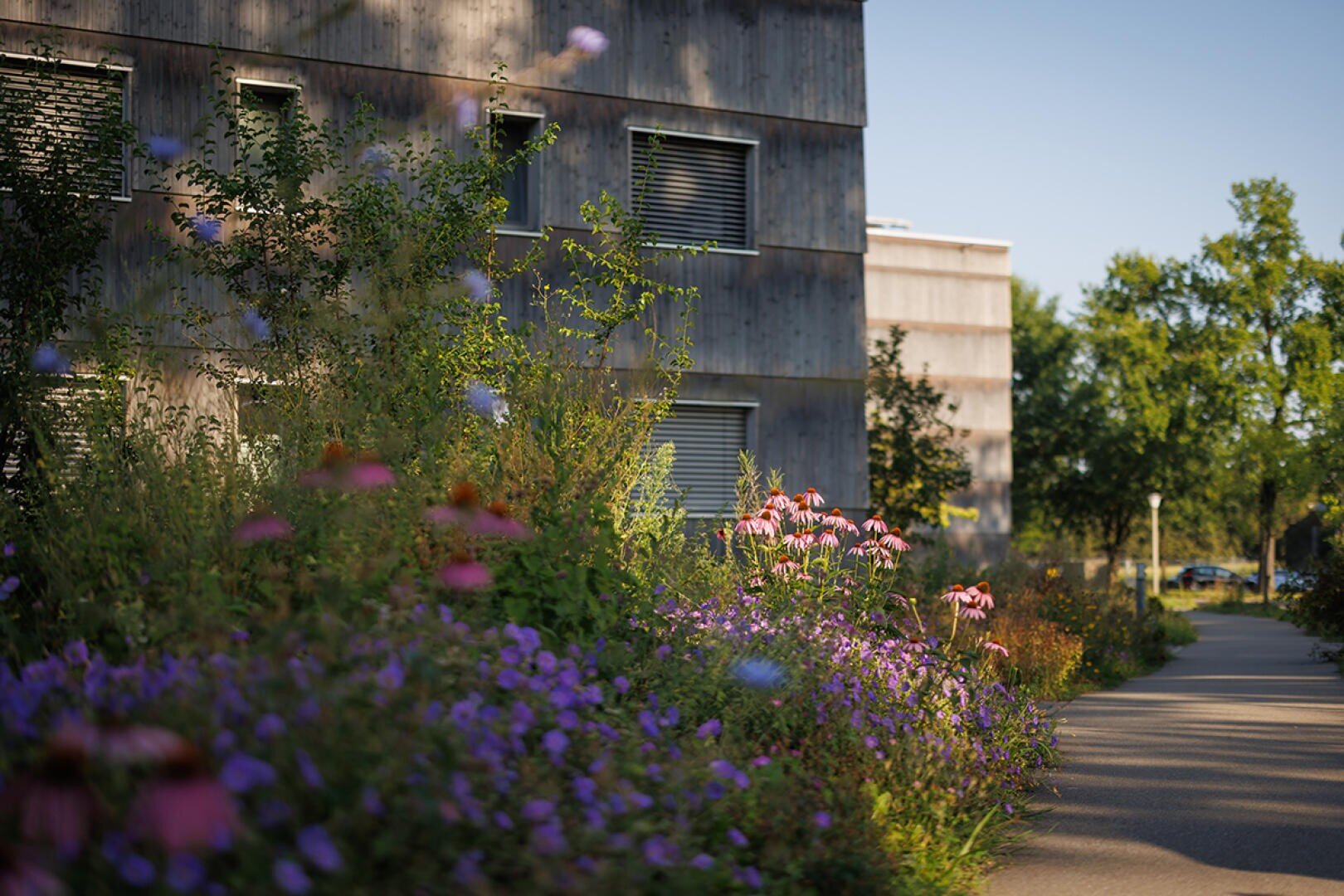 Ein sonnenbeschienener Garten mit leuchtend violetten und rosafarbenen Blumen säumt einen Weg neben einem Holzgebäude mit mehreren Fenstern; im Hintergrund sind Bäume und Grünpflanzen unter einem klaren Himmel zu sehen.