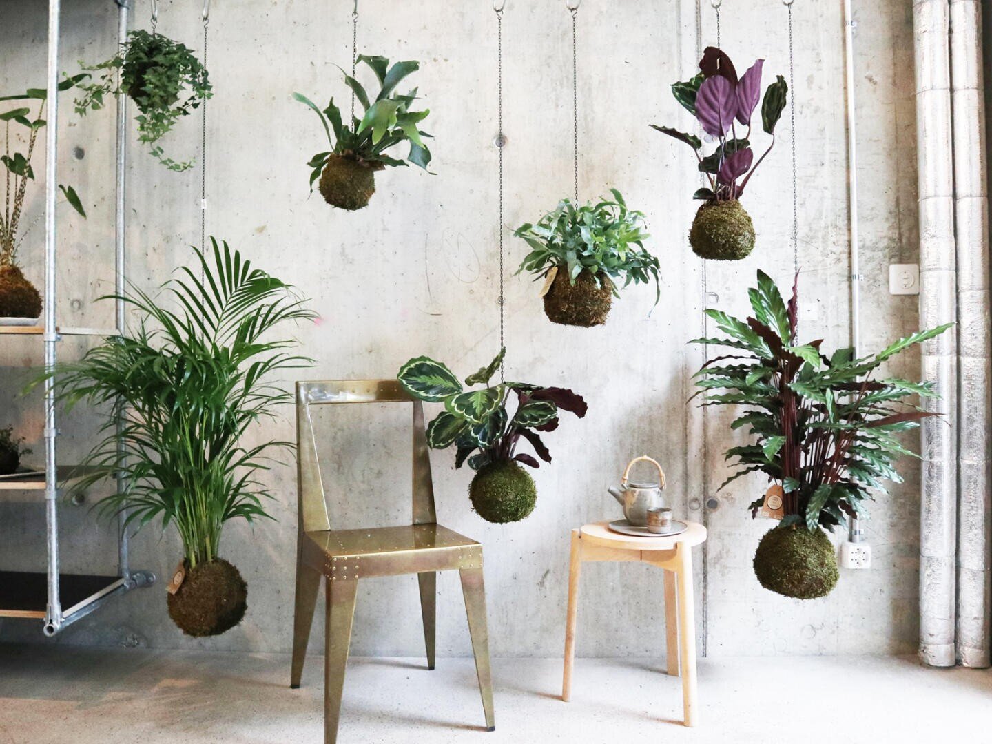 Mehrere Kokedama-Pflanzen (Mooskugeln) sind an Schnüren vor einer Betonwand aufgehängt. Unter den hängenden Pflanzen stehen ein Metallstuhl und ein kleiner runder Tisch mit einer Teekanne und einer Tasse.