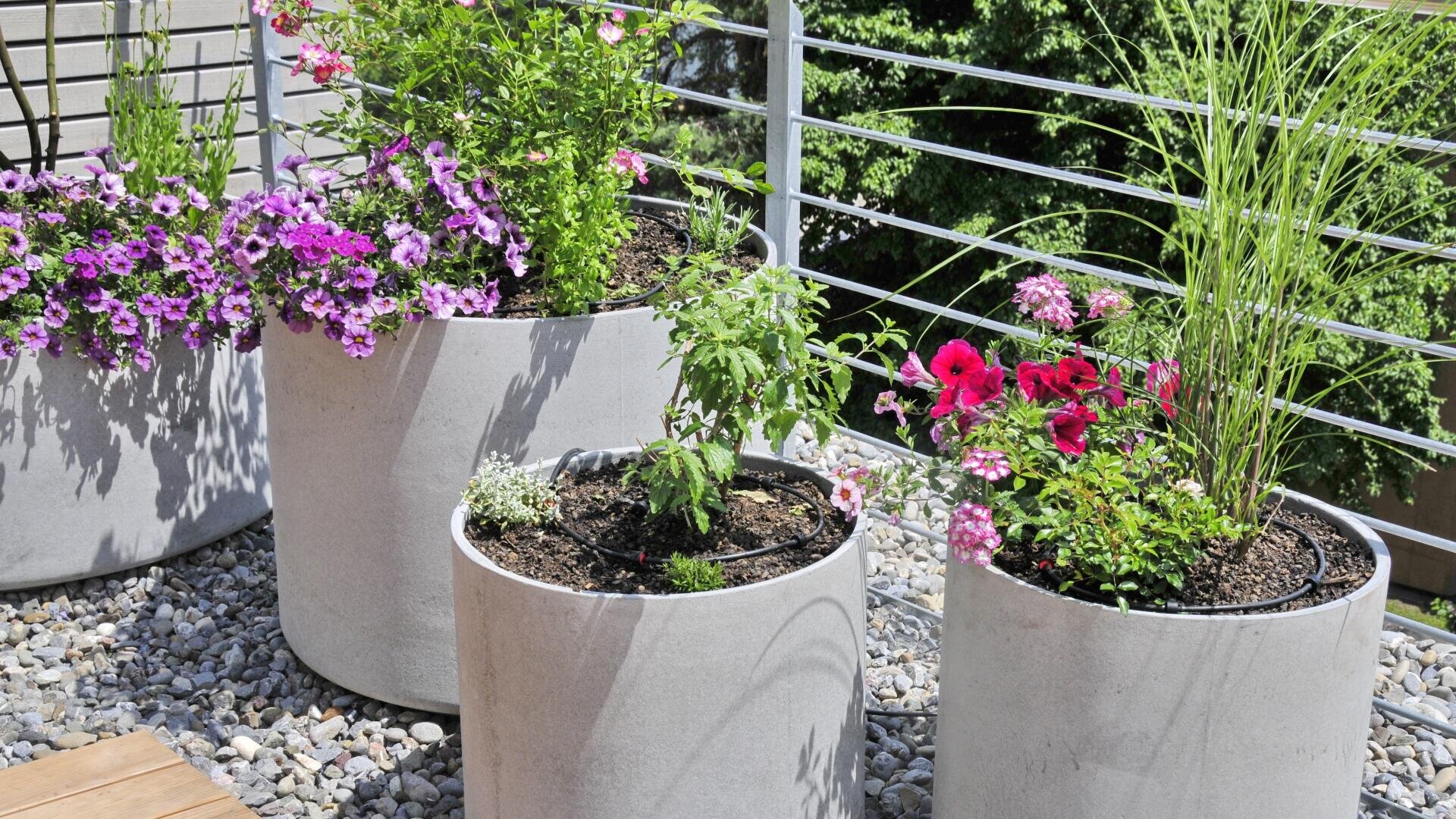 Große weiße Pflanzgefäße mit blühenden rosa und violetten Blumen und grünen Pflanzen sind auf einer Kiesfläche in der Nähe eines Metallgeländers angeordnet, und im Hintergrund ist Grün zu sehen.