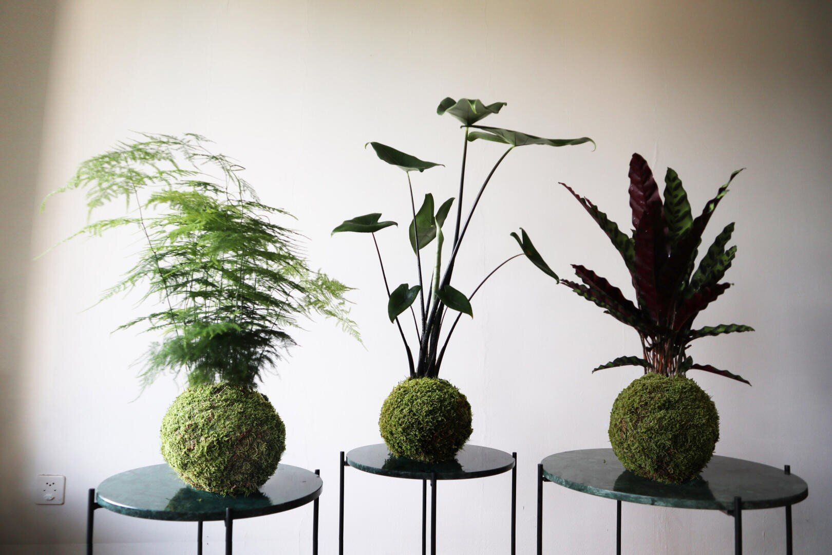 Drei Grünpflanzen mit moosbewachsenen Wurzelballen stehen auf runden Glastischen vor einer schlichten weißen Wand. Jede Pflanze hat unterschiedliche Blattformen und -farben, wodurch ein minimalistisches und natürliches Arrangement entsteht.