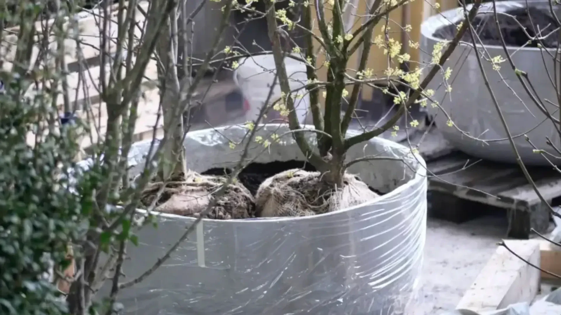 Young trees with exposed roots are planted in a large pot wrapped in clear plastic. Small yellow-green leaves are budding on the branches, and soil is visible around the tree roots. Construction materials are seen in the background.