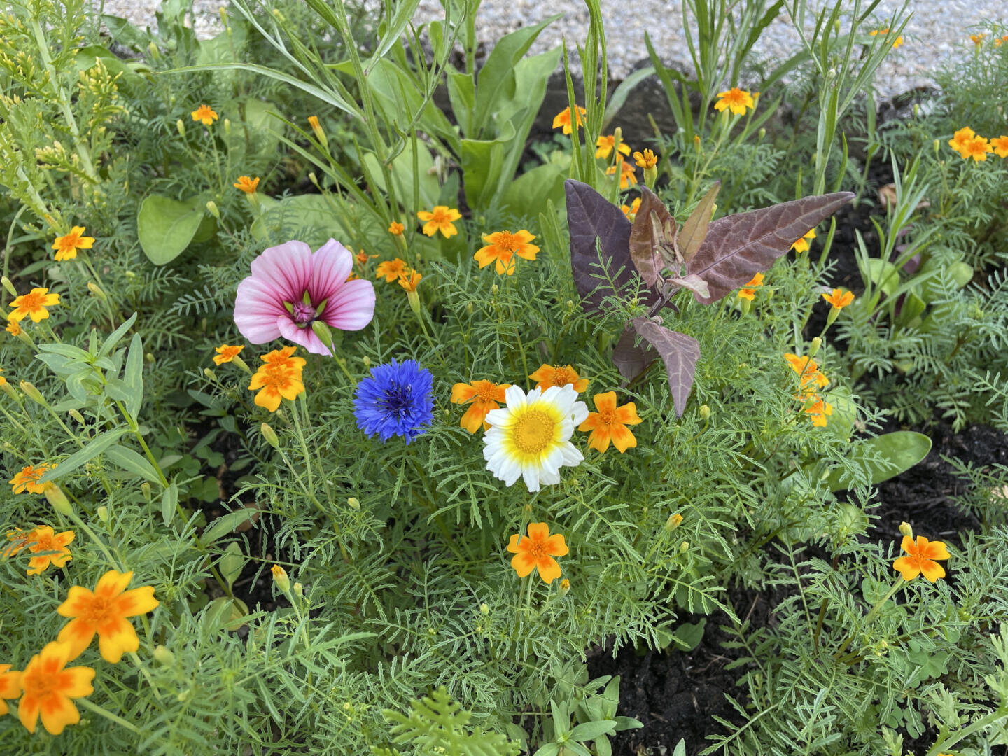 Ein lebhaftes Gartenbeet mit kleinen orangefarbenen Ringelblumen, einer rosa gestreiften Blume, einer blauen Kornblume, einer gelb-weißen Margerite und verschiedenem grünen Laub. Im Hintergrund sind braune Blätter und Kies zu sehen.