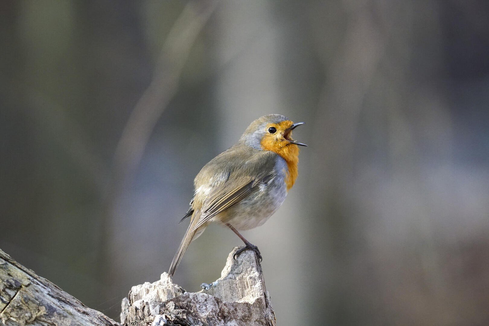 Ein Rotkehlchen mit rot-orangefarbener Brust sitzt auf einem Baumstumpf und singt mit offenem Schnabel. Der Hintergrund ist unscharf und hebt den Vogel hervor.