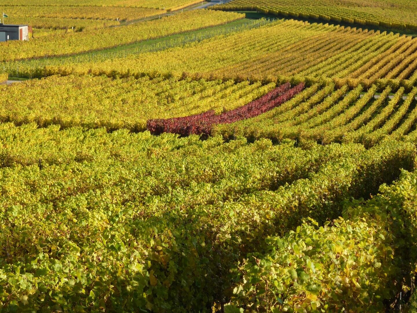 Reihen von Weinstöcken erstrecken sich über sanfte Hügel, meist grün und gelb, mit einer einzigen Reihe roter Weinstöcke. Die Landschaft ist in Sonnenlicht getaucht, was einen lebendigen Patchwork-Effekt erzeugt.