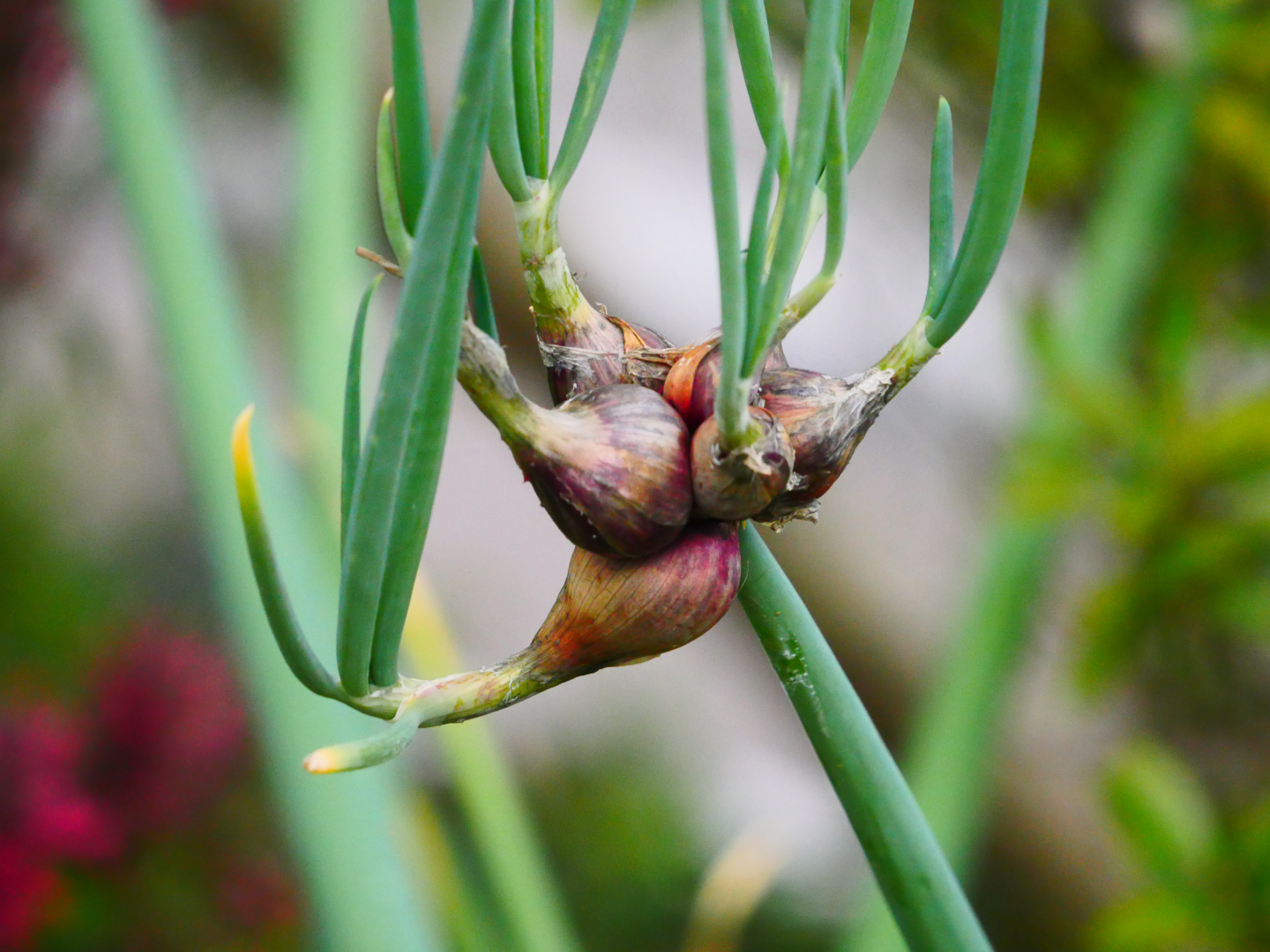 Nahaufnahme einer ägyptischen Zwiebelpflanze mit kleinen, rötlich-violetten Zwiebeln, die an der Spitze hoher grüner Stängel wachsen, mit einem unscharfen Hintergrund aus Blattwerk.
