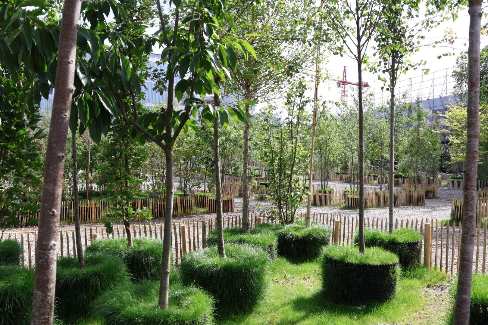 Temporäre Baumschule auf dem Josef-Areal mit jungen Bäumen in grasbewachsenen runden Pflanzgefässen, umgeben von Holzzäunen und Steinwegen, mit einem Baukran im Hintergrund.