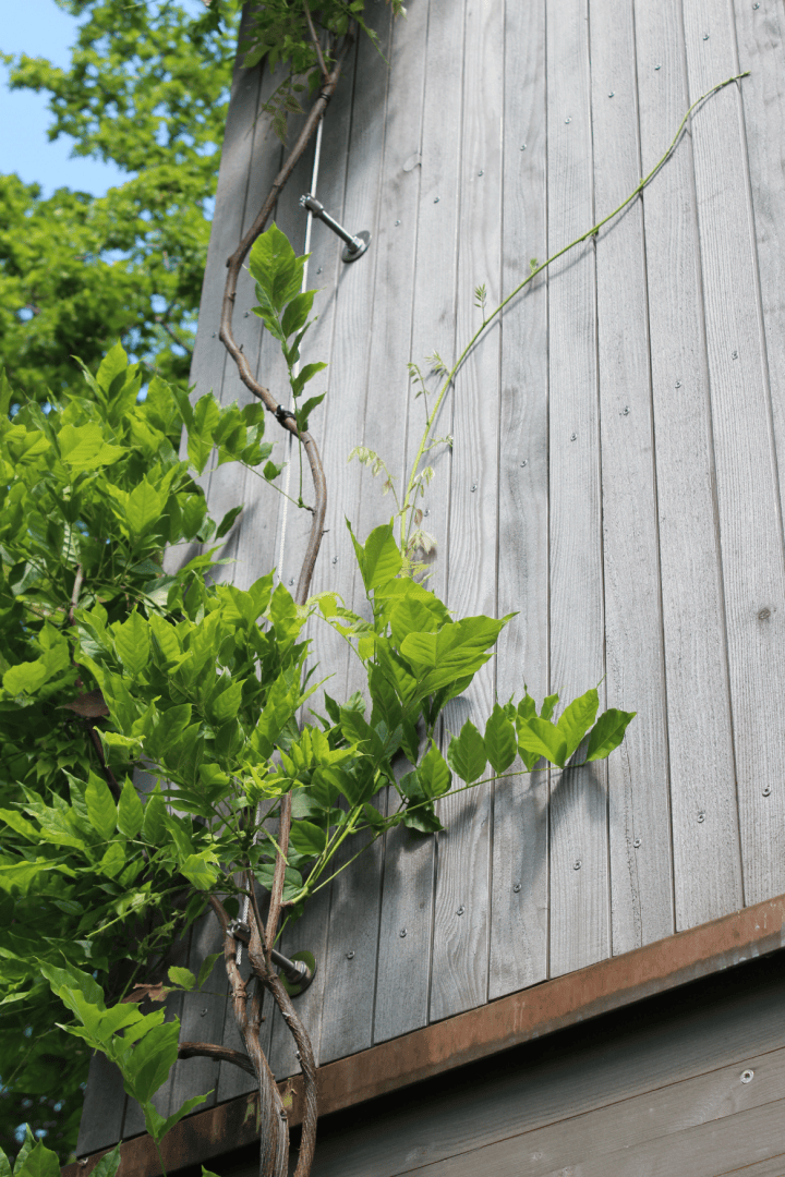 Eine belaubte Ranke klettert an einer hohen, hellgrauen Holzwand empor, wobei einige Zweige von Metallklammern gestützt werden. Grünes Laub hebt sich von den vertikalen Holzbrettern ab, und in der oberen linken Ecke ist der blaue Himmel zu sehen.