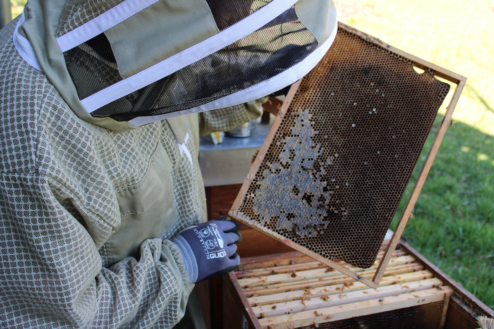 Eine Person in einem Imkerschutzanzug untersucht einen Wabenrahmen aus einem Bienenstock im Freien. Auf dem Rahmen sind etwas Honig und Bienen zu sehen, und im Hintergrund steht ein offener Bienenkasten auf Gras.