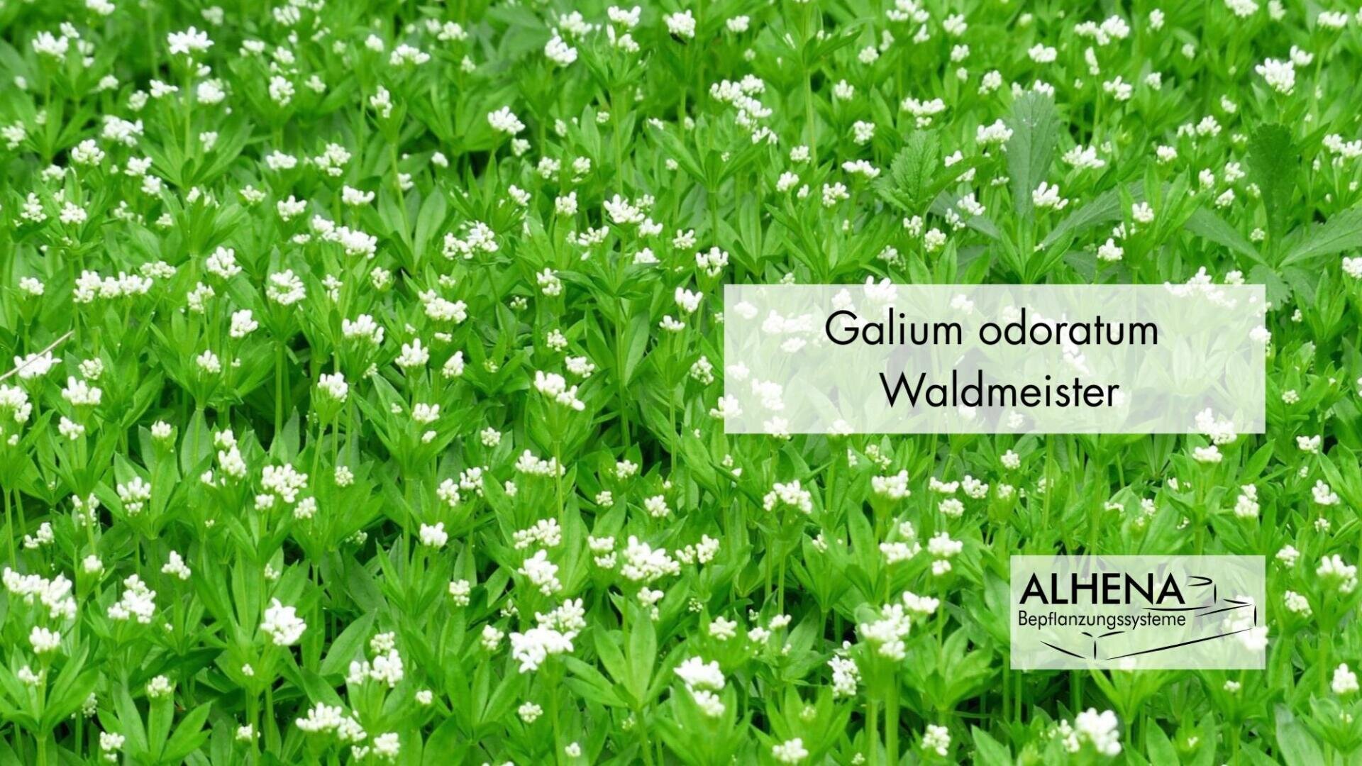 Ein dichtes Beet mit grünen Galium odoratum (Waldmeister) Pflanzen mit kleinen weißen Blüten; auf den Textschildern stehen der wissenschaftliche und der gebräuchliche Name der Pflanze sowie das ALHENA-Logo in der unteren rechten Ecke.