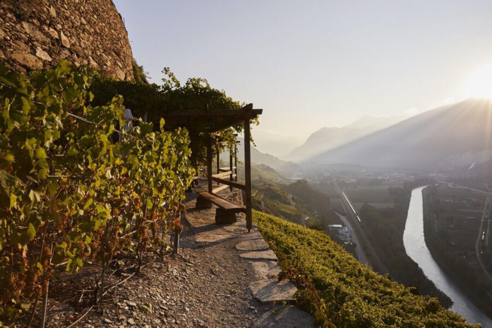 A vineyard on a hillside at sunset, with grapevines lining a stone path and a wooden pergola overlooking a river and a valley with mountains in the distance. Sun rays filter through a hazy sky.