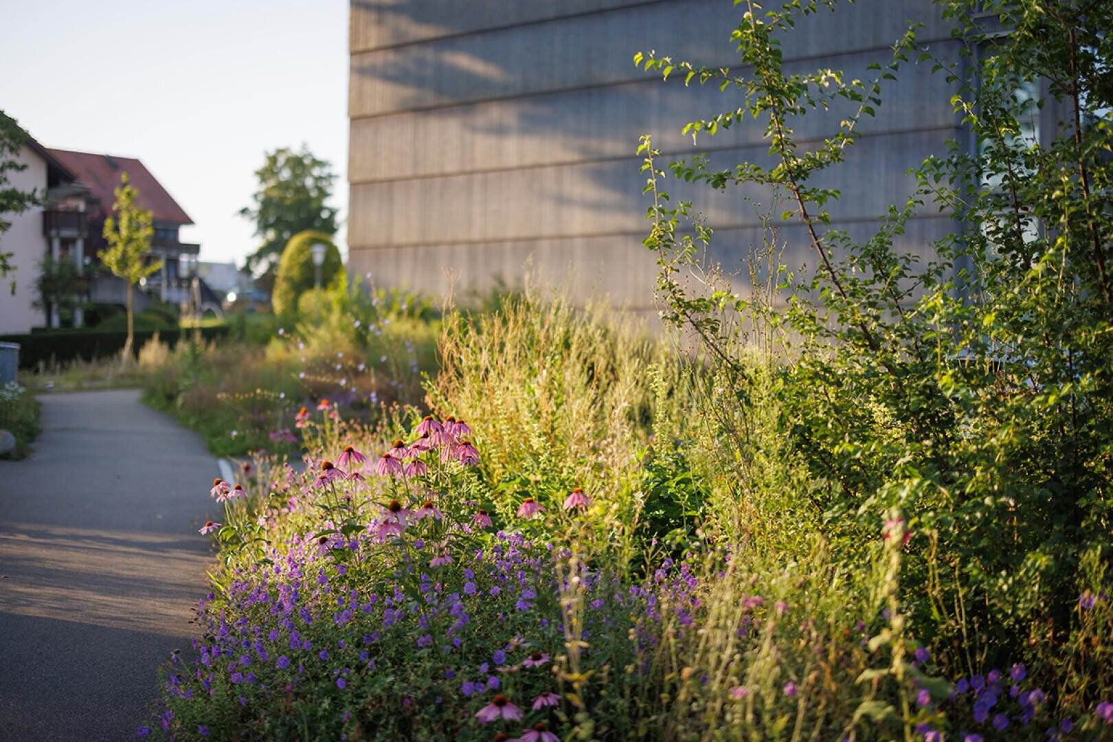 Das Sonnenlicht scheint auf einen Garten mit hohen Gräsern und lila Wildblumen neben einem gepflasterten Weg und einem modernen Betongebäude. Im Hintergrund sind Häuser und Bäume zu sehen.