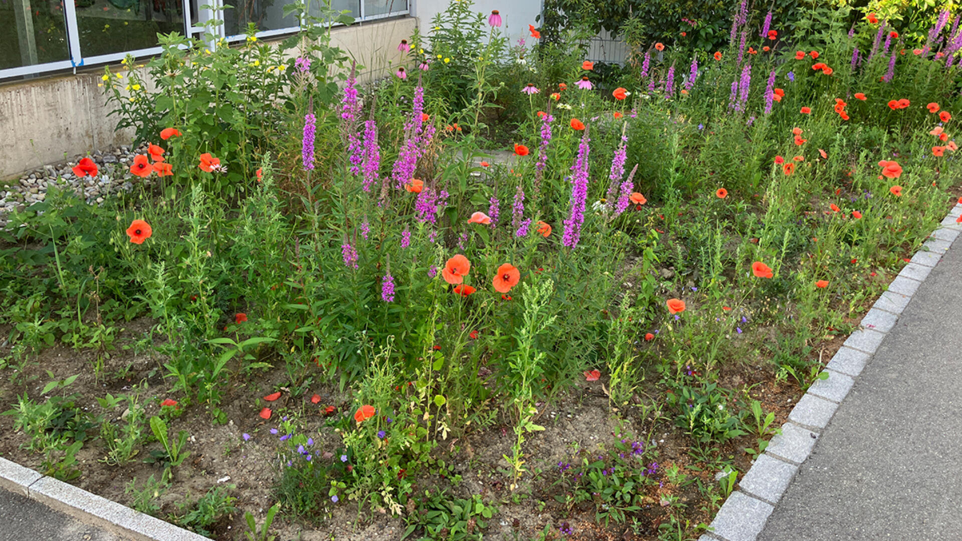 Ein Gartenbeet mit verschiedenen Wildblumen, darunter leuchtend rote Mohnblumen und hohe violette Blüten, wächst neben einem Gebäude mit Glasfenstern und einer Betonwand. Etwas Grün umgibt die bunten Blüten.