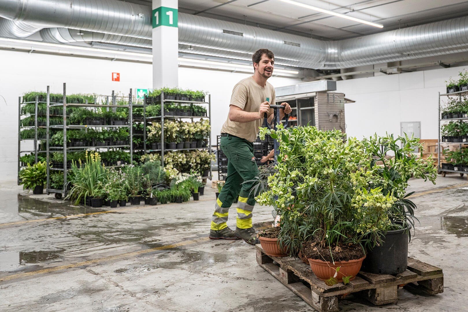 Ein lächelnder Arbeiter in einem beigen Hemd und einer grünen Hose schiebt eine mit Topfpflanzen beladene Holzpalette in ein Lagerhaus, das mit Regalen voller Grünpflanzen gefüllt ist. Die Umgebung ist industriell mit Betonböden und freiliegenden Rohren.