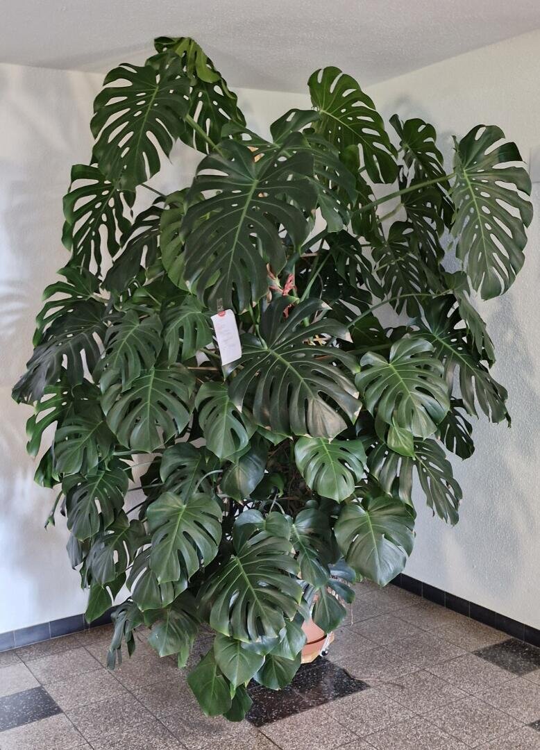 Große Monstera-Pflanze mit üppigen, grünen, gespaltenen Blättern in einem braunen Topf, der auf einem gefliesten Boden vor einer weißen Wand steht. Ein kleines weißes Schildchen ist an einem der mittleren Blätter befestigt.