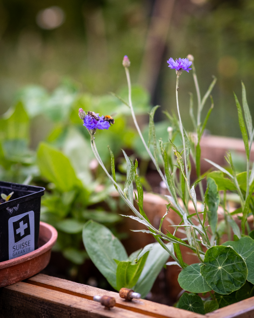 Eine Nahaufnahme von blühenden violetten Wildblumen in einem Gartenbeet, in dem eine Biene Nektar sammelt. Ein kleiner schwarzer Blumentopf mit der Aufschrift Suisse Garantie steht in der Nähe. Grünes Laub füllt den Hintergrund.