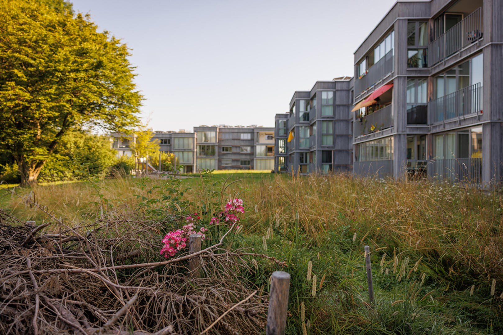 Im Vordergrund ist eine Wiese mit Wildblumen und einem Reisighaufen zu sehen, im Hintergrund moderne Wohngebäude und ein großer grüner Baum unter einem klaren Himmel.