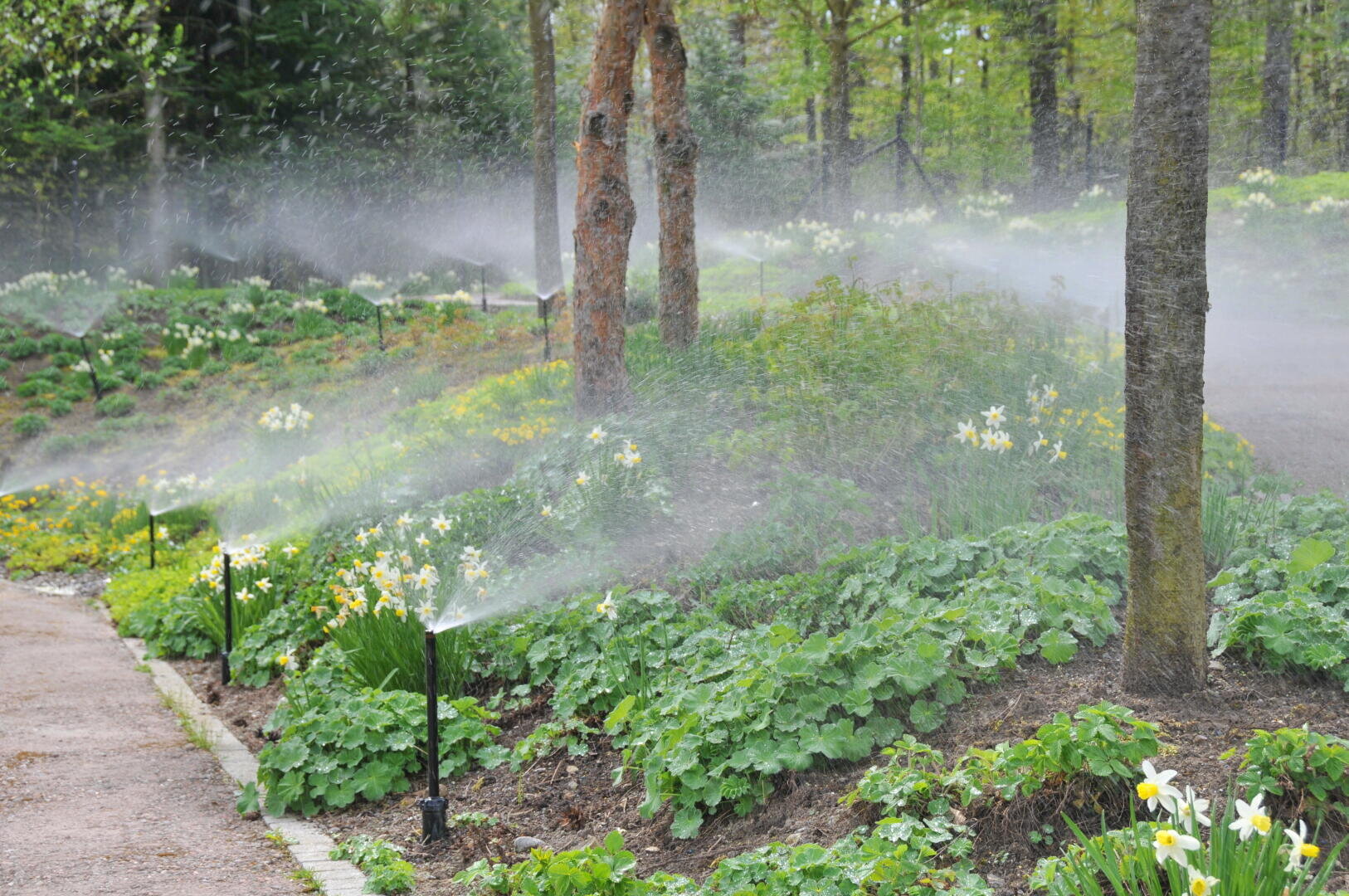 Automatic sprinklers water a lush garden with green plants and blooming yellow and white flowers, with several trees and a dirt path along the beds.